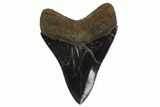 Serrated, Fossil Megalodon Tooth - Collector Quality #135920-1